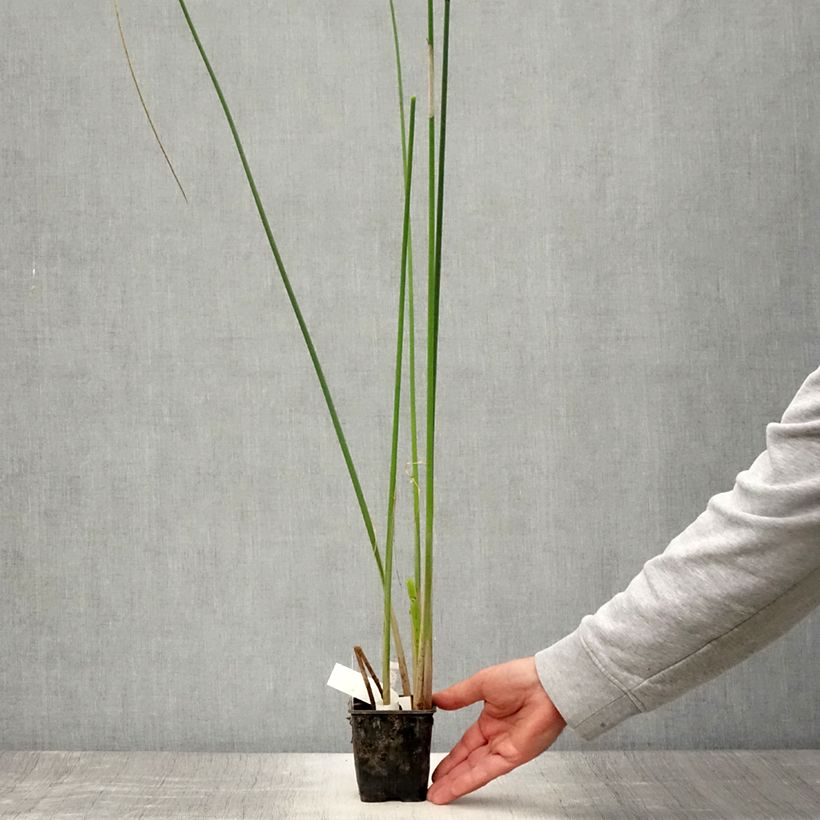 Exemplaar van Scirpus mucronatus - Scirpe mucroné Godet de 8/9 cm zoals geleverd in de zomer