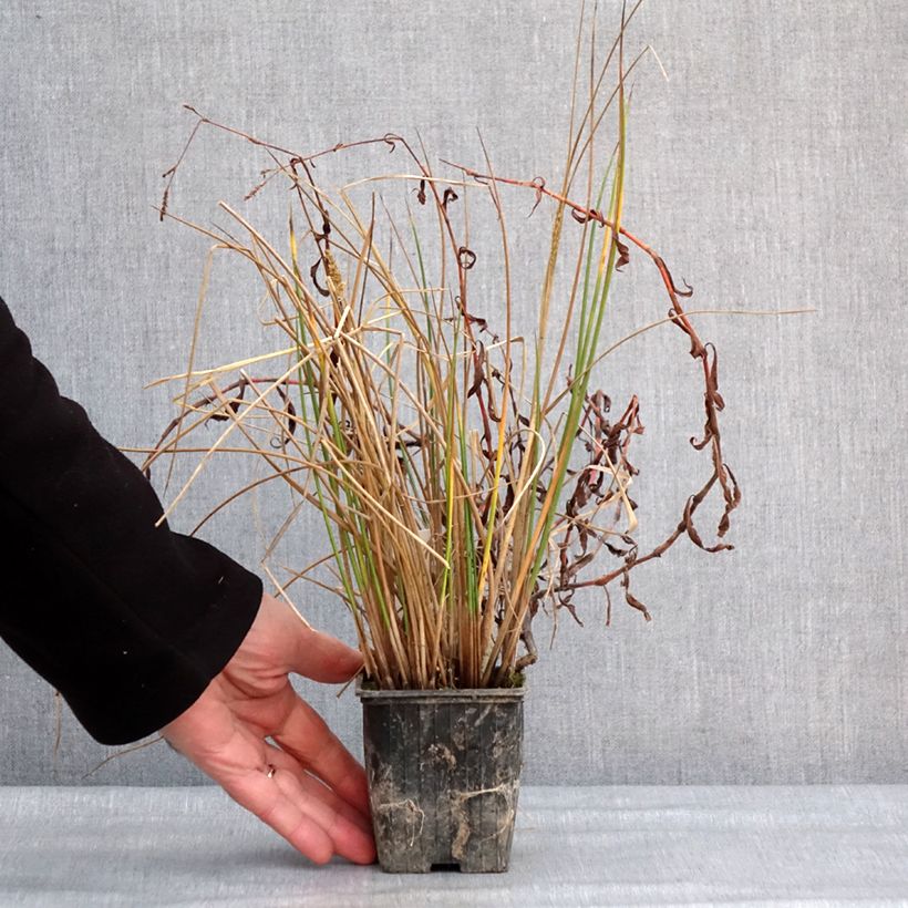 Example of Scirpus mucronatus - Scirpe mucroné Kweekpotje van 8/9 cm as you get in hiver