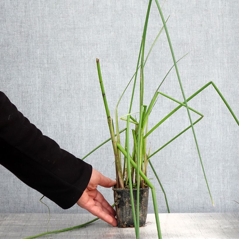 Exemplaar van Scirpus mucronatus - Knikkend bies Kweekpotje van 8/9 cm zoals geleverd in de lente