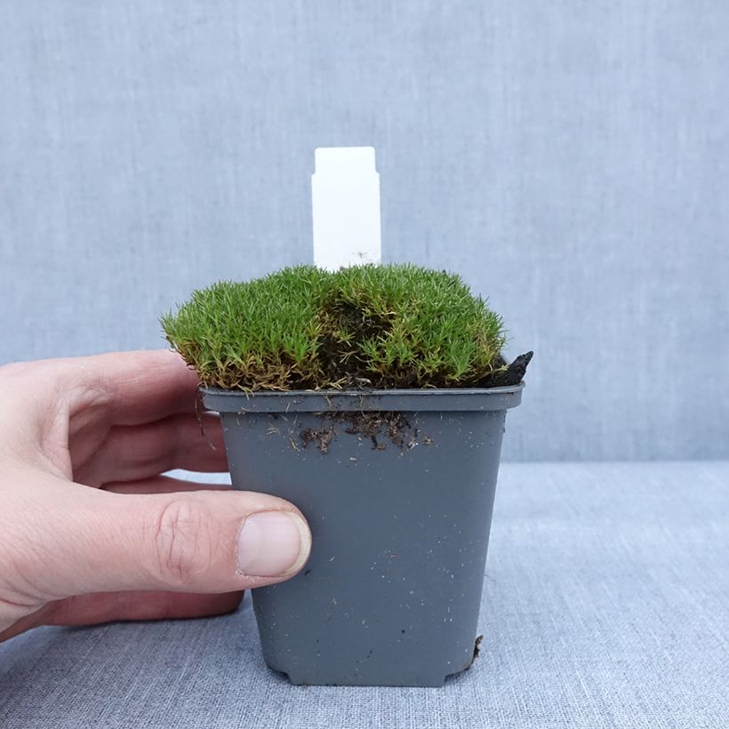 Exemplaar van Scleranthus uniflorus Bronze - Nieuw-Zeelands mos Kweekpotje van 8/9 cm zoals geleverd in de winter