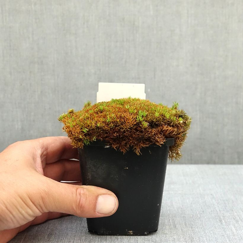 Exemplaar van Scleranthus uniflorus Bronze - Nieuw-Zeelands mos Kweekpotje van 8/9 cm zoals geleverd in de lente
