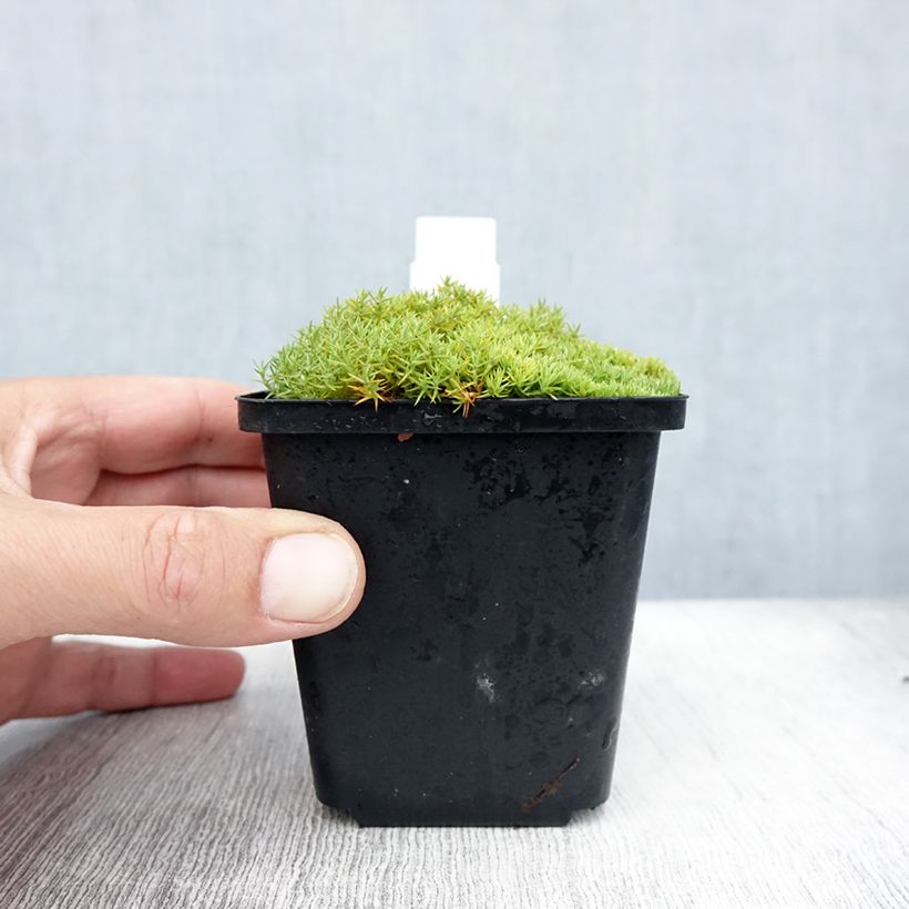 Exemplaar van Scleranthus uniflorus - Nieuw-Zeelands mos Kweekpotje van 8/9 cm zoals geleverd in de zomer