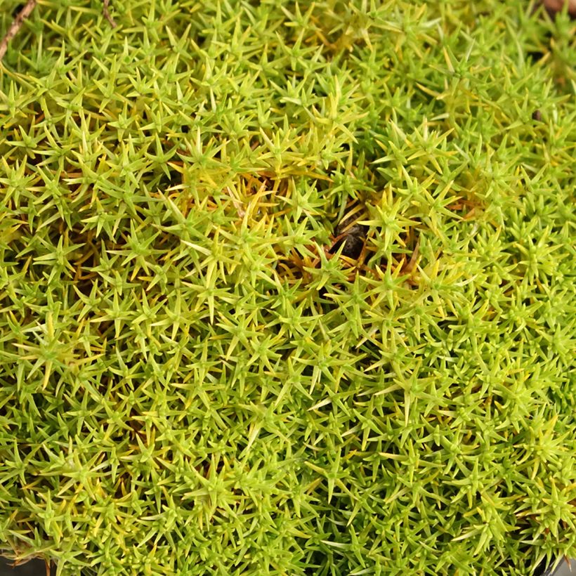 Scleranthus uniflorus - Nieuw-Zeelands mos (Blad)