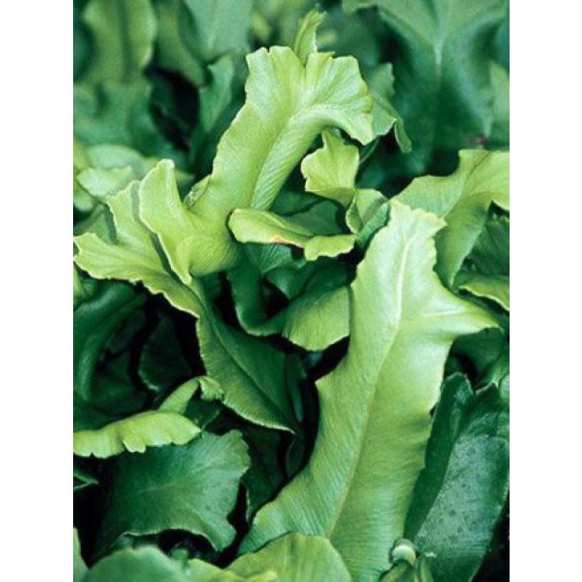 Asplenium scolopendrium Cristatum Group - Tongvaren (Foliage)