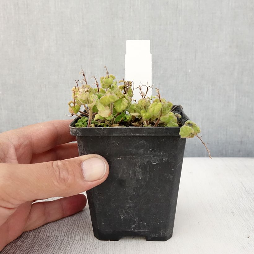 Exemplaar van Scutellaria indica var. parviflora - Kleine helmkruid Kweekpotje van 8/9 cm zoals geleverd in de zomer