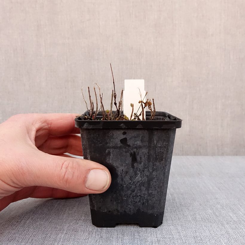 Example of Scutellaria indica var. parviflora - Scutellaire Kweekpotje van 8/9 cm as you get in hiver