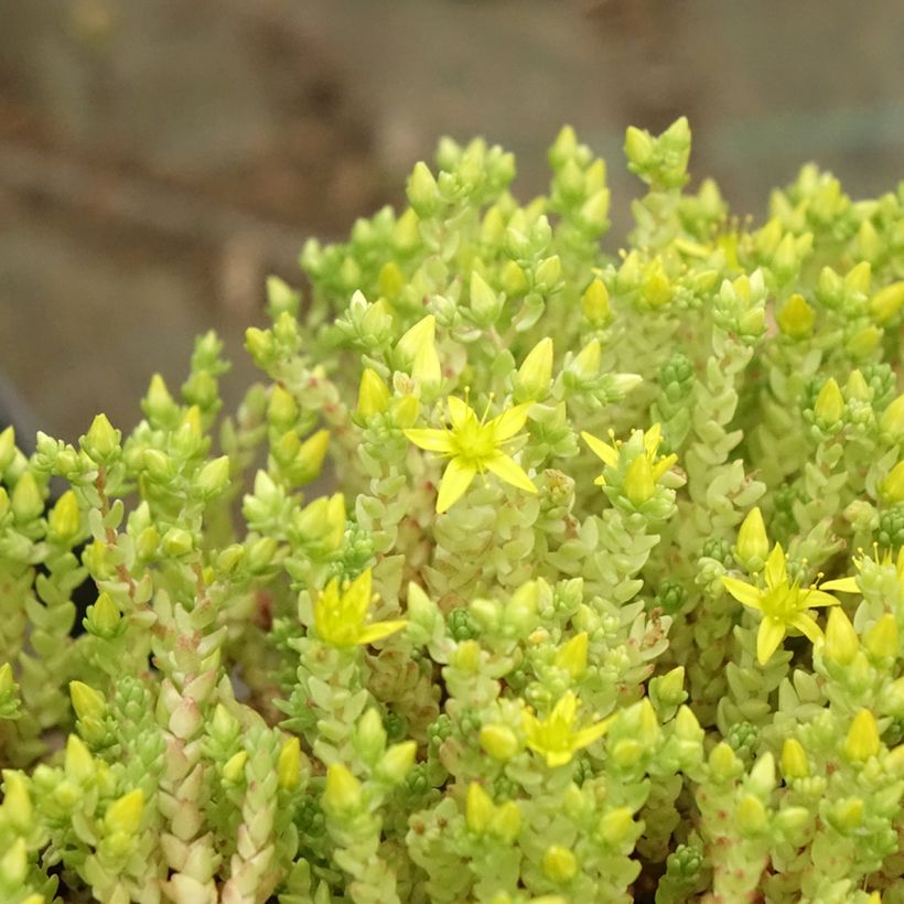 Sedum acre Yellow Queen - Gele muurpeper (Blad)
