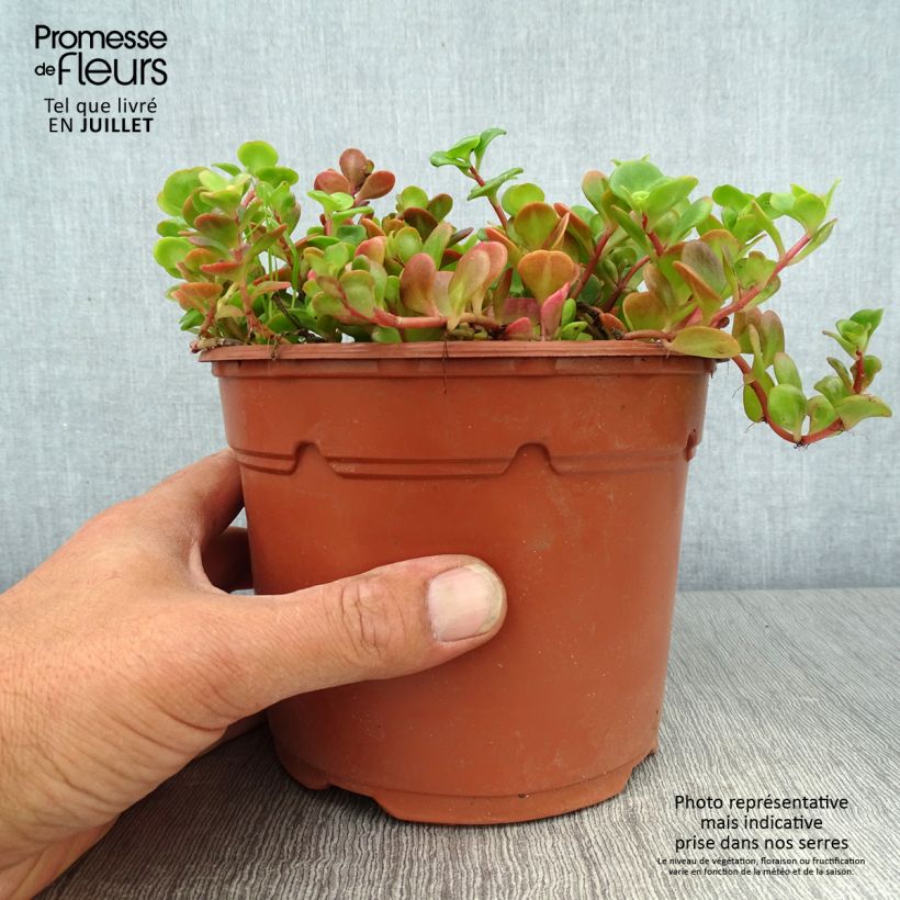 Exemplaar van Sedum album Coral Carpet - Wit vetkruid Pot van 2 l/3 l zoals geleverd in de zomer