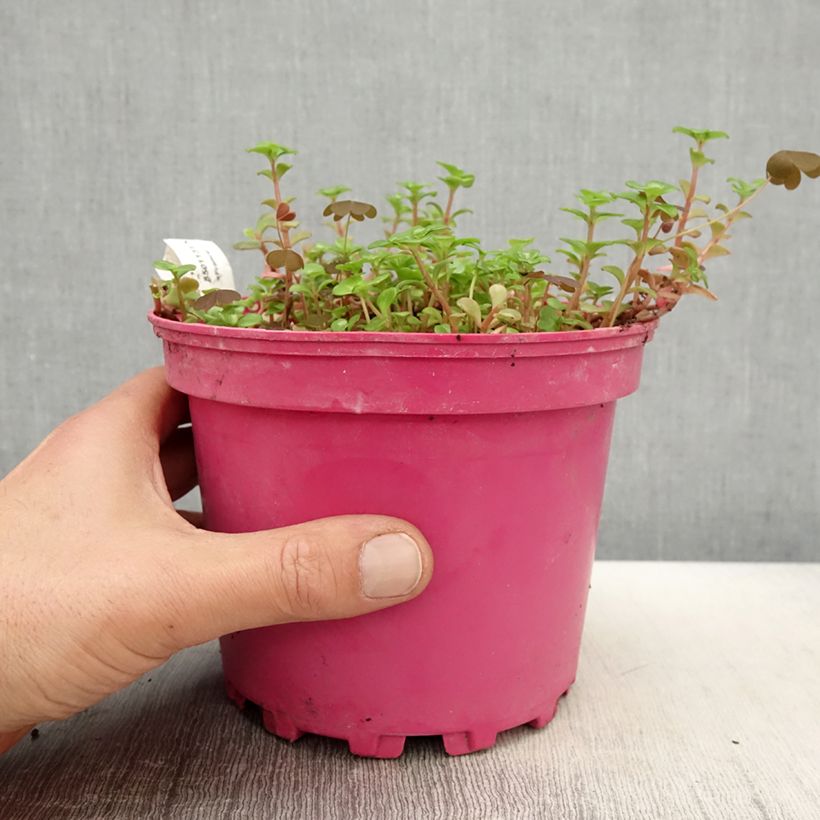 Exemplaar van Sedum album Coral Carpet - Wit vetkruid Pot van 2 l/3 l zoals geleverd in de lente