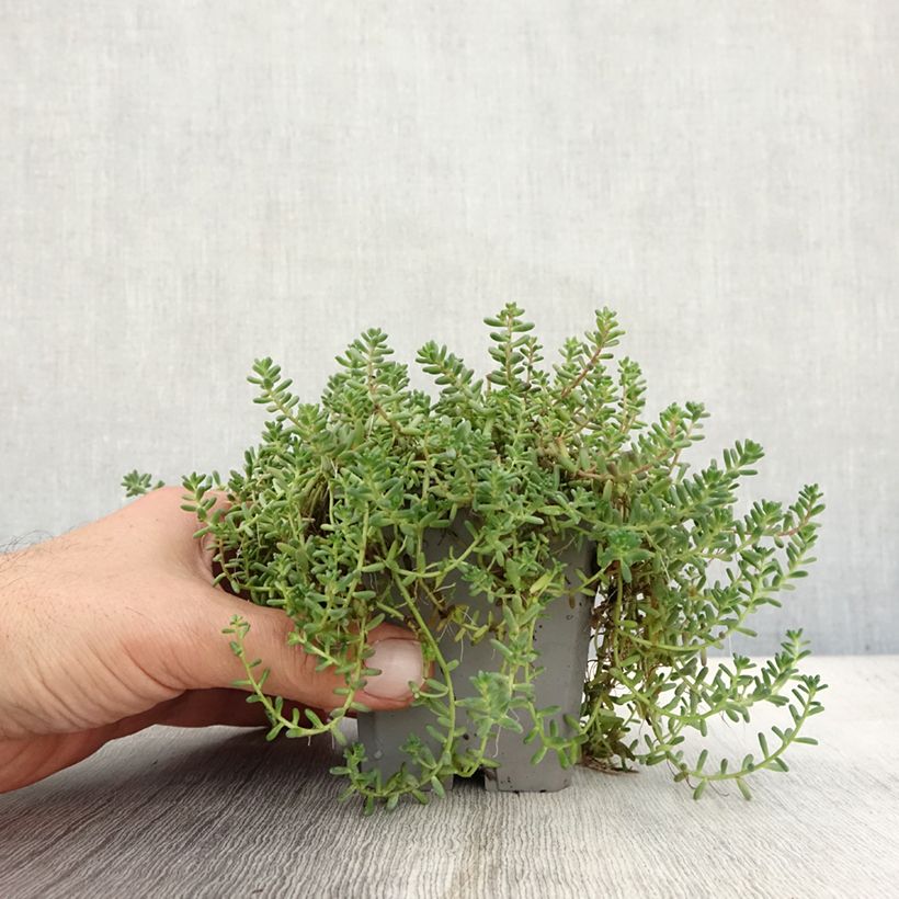 Exemplaar van Sedum album Murale - Orpin blanc Godet de 8/9 cm zoals geleverd in de herfst