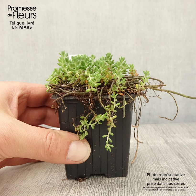 Example of Sedum album Murale - Orpin blanc Kweekpotje van 8/9 cm as you get in printemps