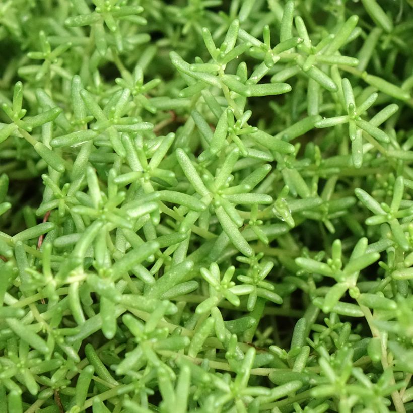 Sedum album Murale - Wit vetkruid (Blad)