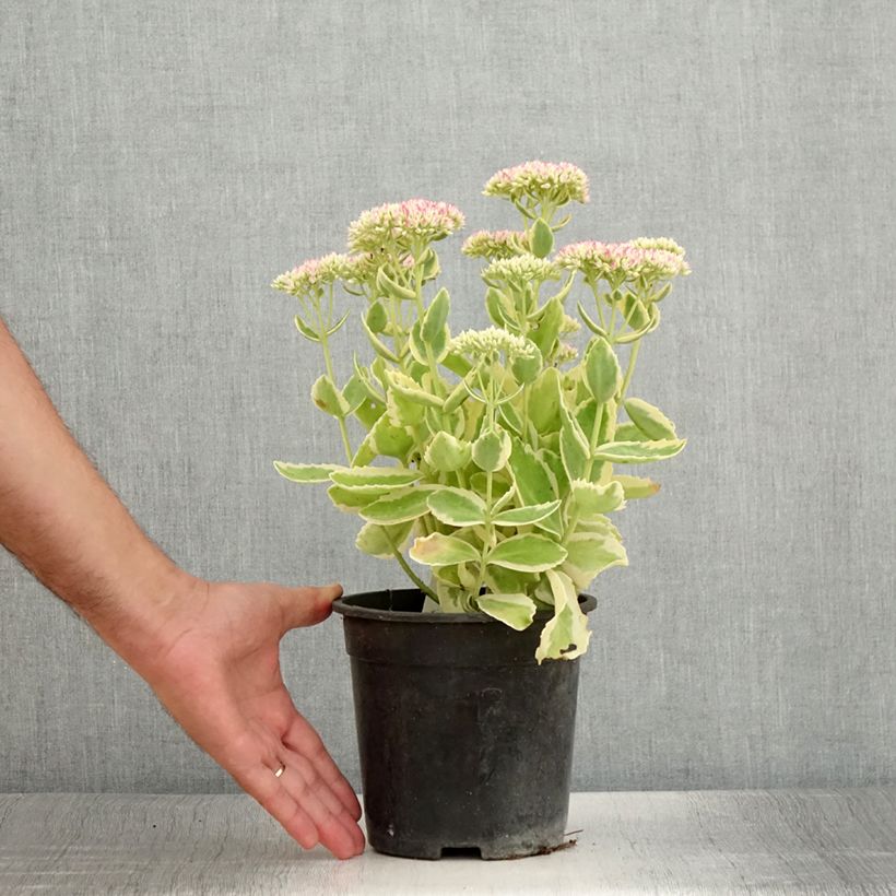 Exemplaar van Sedum telephium Autumn Charm - Hemelsleutel Pot van 2 l/3 l zoals geleverd in de zomer