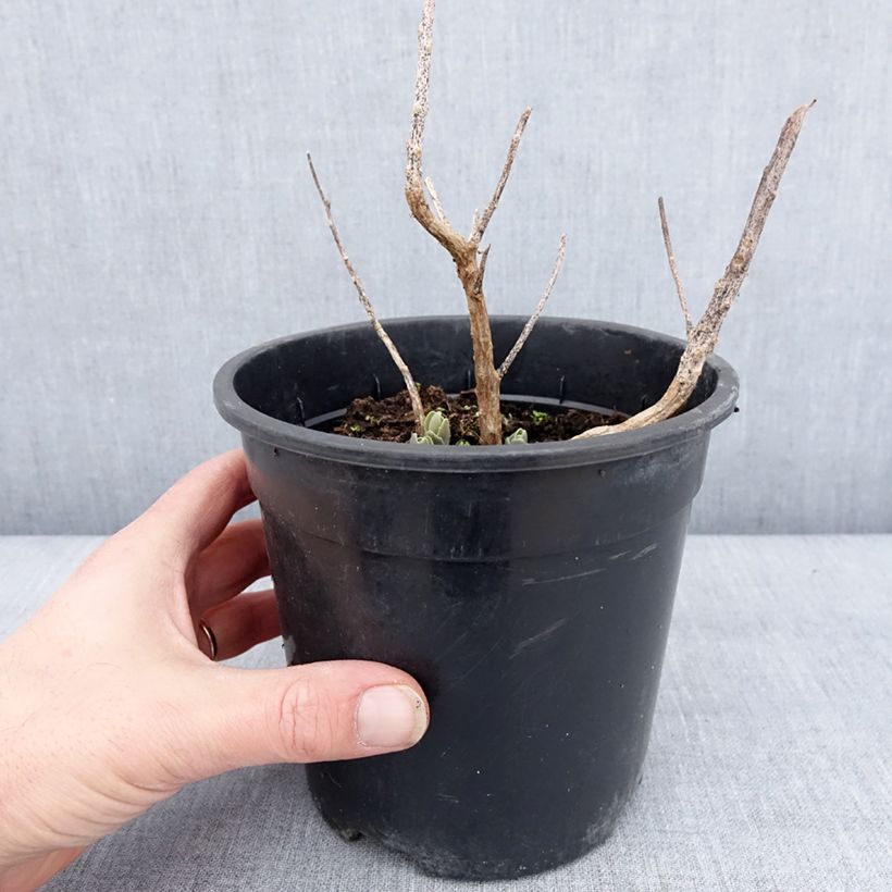 Exemplaar van Sedum telephium Autumn Charm - Hemelsleutel Pot van 2 l/3 l zoals geleverd in de winter