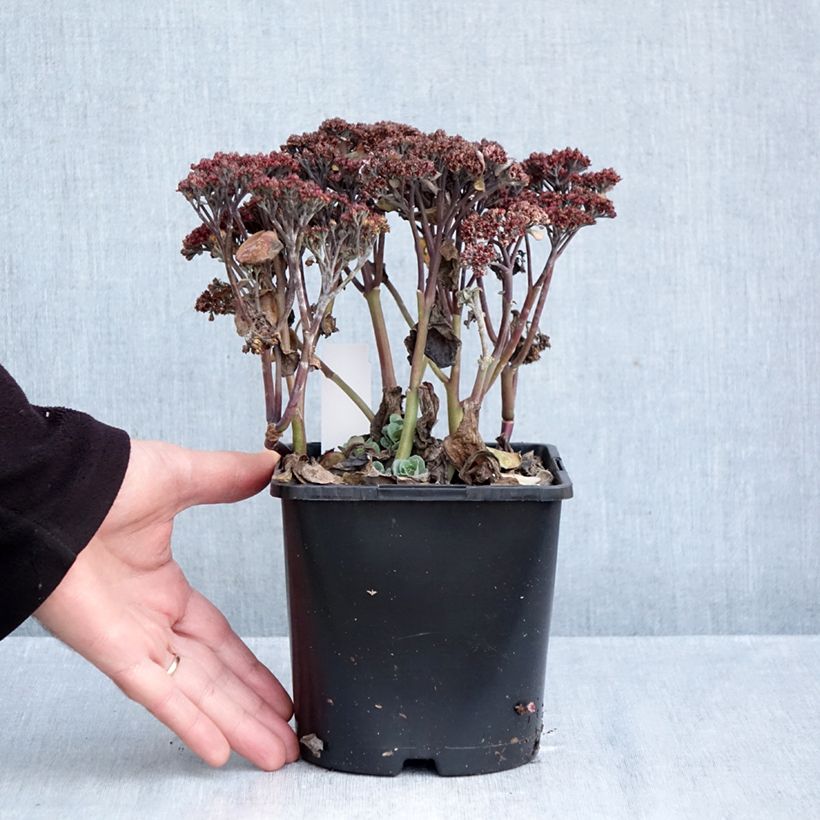 Exemplaar van Sedum telephium Back in Black - Hemelsleutel Pot van 1,5 l/2 l zoals geleverd in de herfst