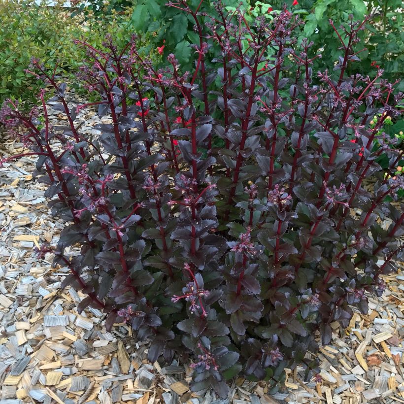 Sedum Black Knight (Plant habit)