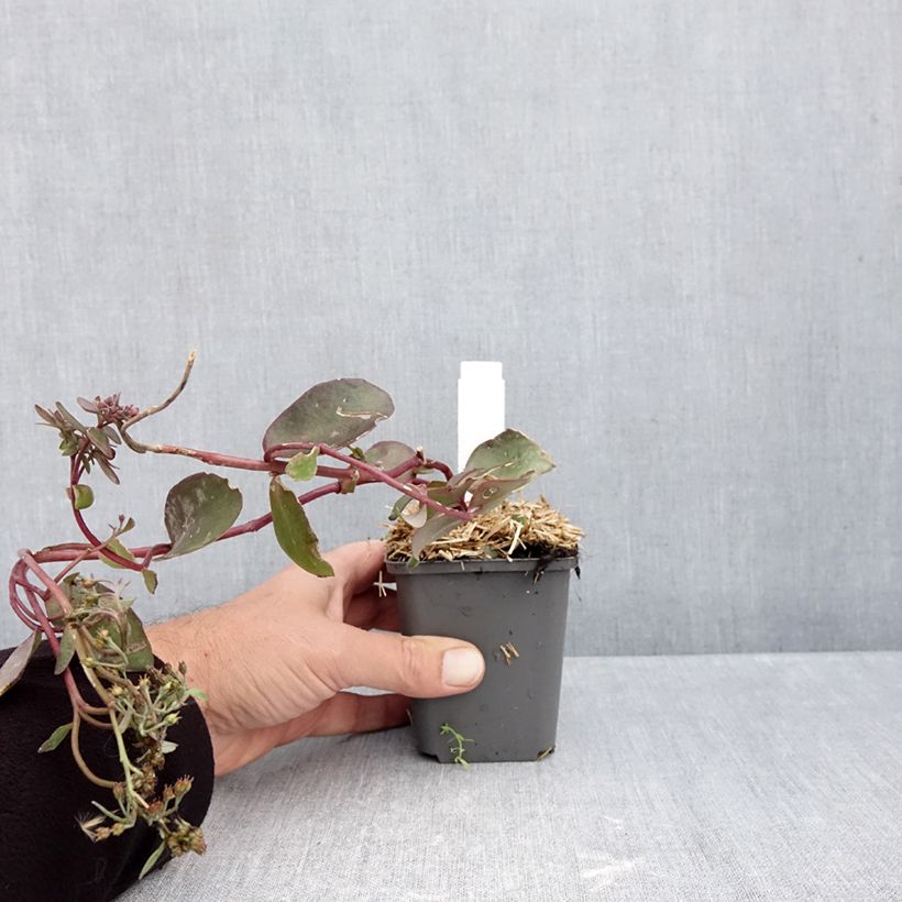 Example of Sedum Black Knight Kweekpotje van 7/8 cm as you get in automne