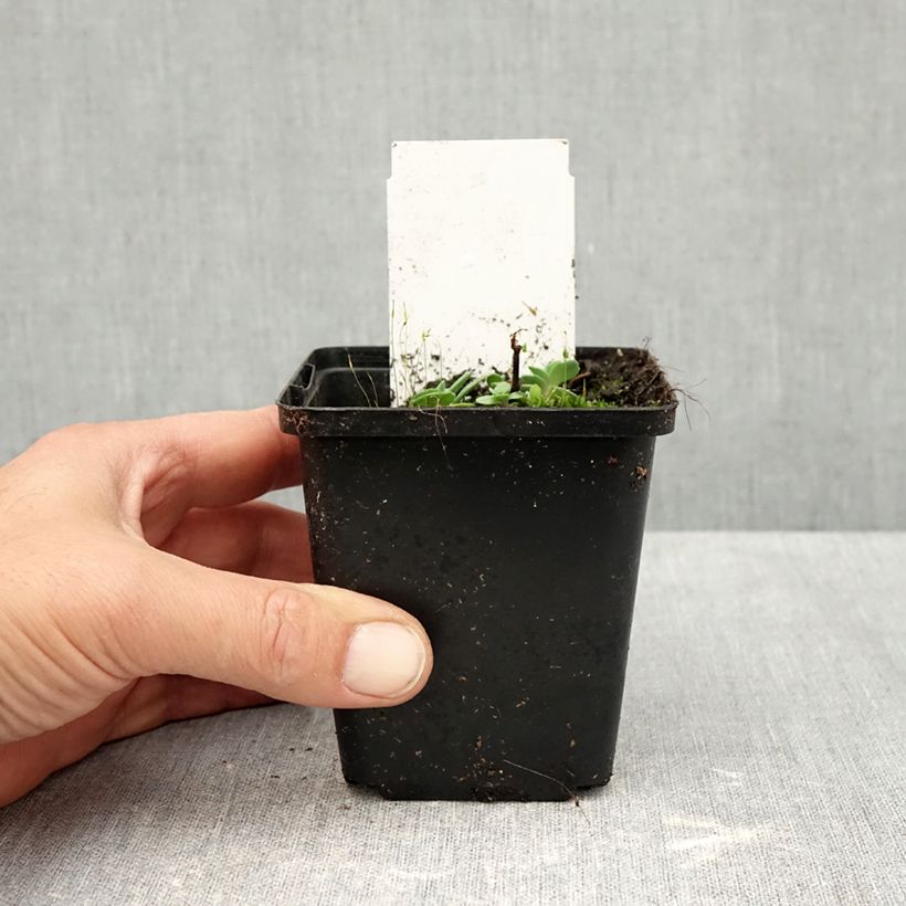 Exemplaar van Sedum cauticola Robustum - Vetkruid Kweekpotje van 8/9 cm zoals geleverd in de herfst