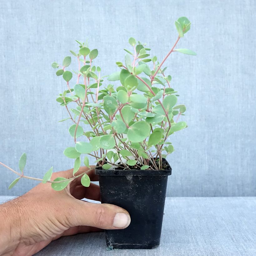 Exemplaar van Sedum cauticola Robustum - Vetkruid Kweekpotje van 8/9 cm zoals geleverd in de zomer