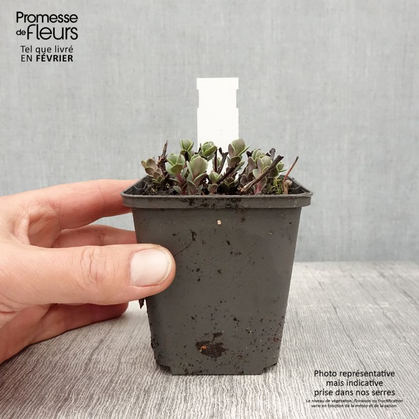 Example of Sedum cauticola Robustum - Orpin Kweekpotje van 8/9 cm as you get in hiver