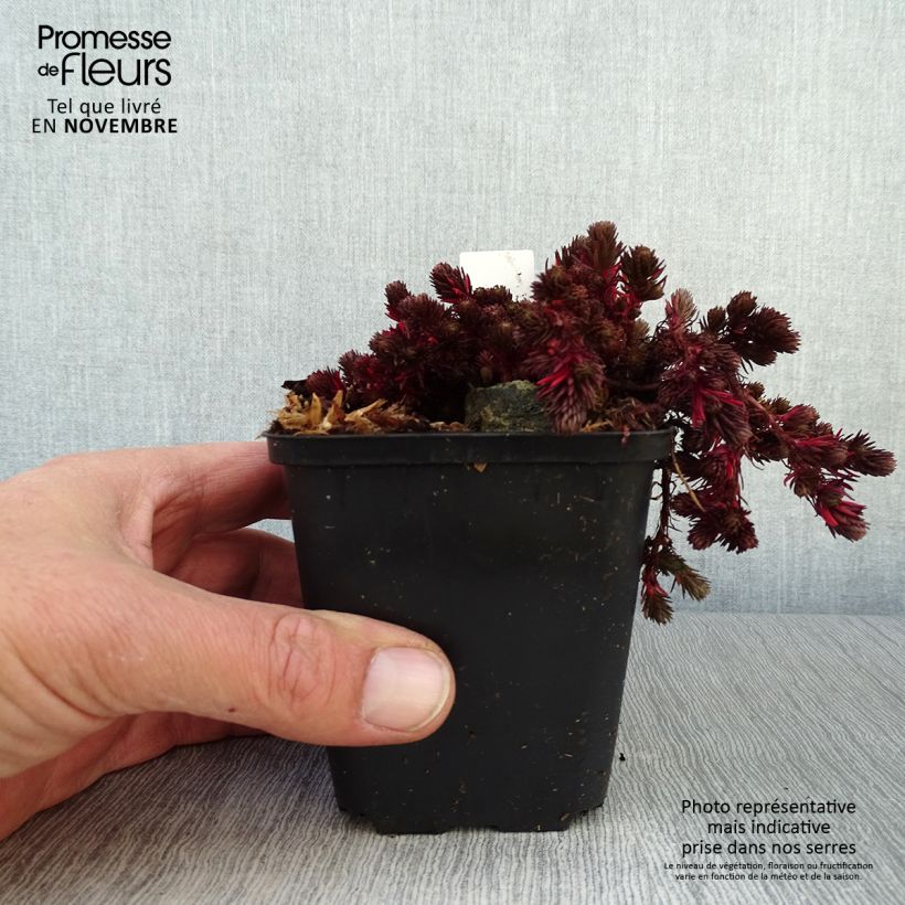 Exemplaar van Sedum Chocolate Ball - Hemelsleutel Kweekpotje van 8/9 cm zoals geleverd in de herfst