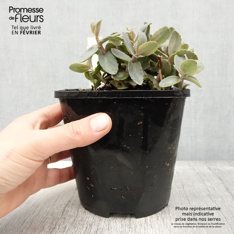 Example of Sedum telephium Chocolate Cherry - Hemelsleutel Pot van 2 l/3 l as you get in hiver