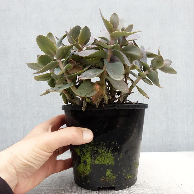 Exemplaar van Sedum telephium Chocolate Cherry - Hemelsleutel Pot van 2 l/3 l zoals geleverd in de lente