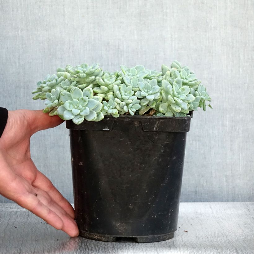 Exemplaar van Sedum clavatum - Vetkruid Pot van 3 l/4 l zoals geleverd in de herfst