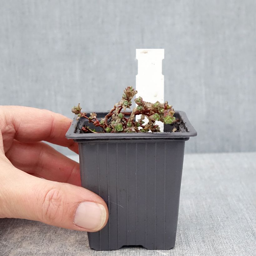 Exemplaar van Sedum cyaneum Rosenteppich - Vetkruid Kweekpotje van 8/9 cm zoals geleverd in de winter
