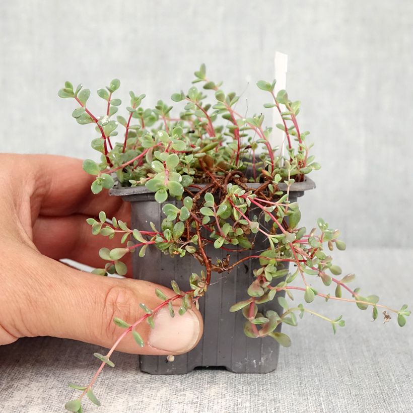 Exemplaar van Sedum cyaneum Rosenteppich - Vetkruid Kweekpotje van 8/9 cm zoals geleverd in de lente