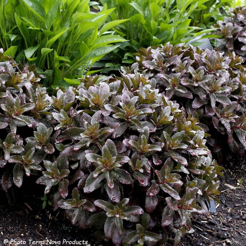 Sedum Dark Magic - Hemelsleutel (Foliage)
