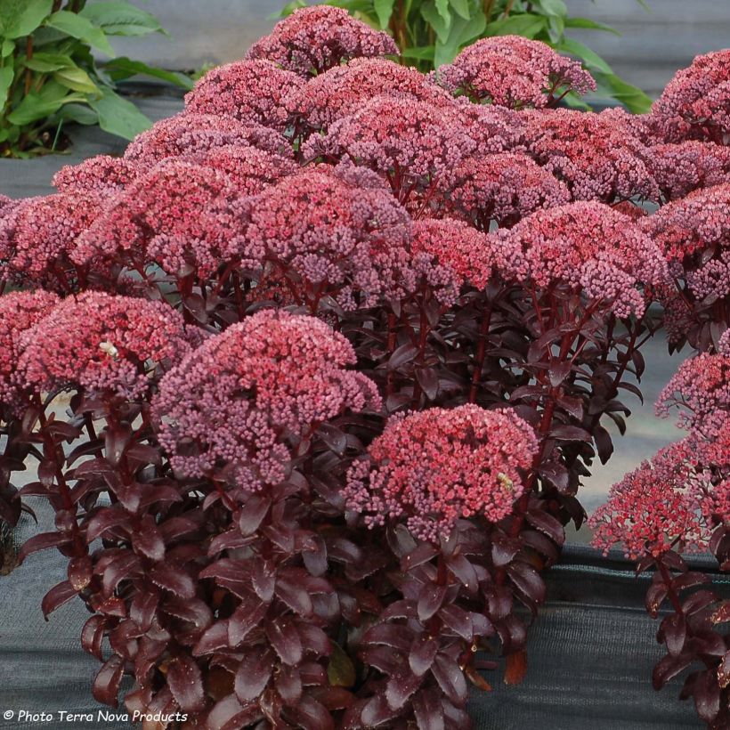 Sedum Dark Magic - Hemelsleutel (Flowering)