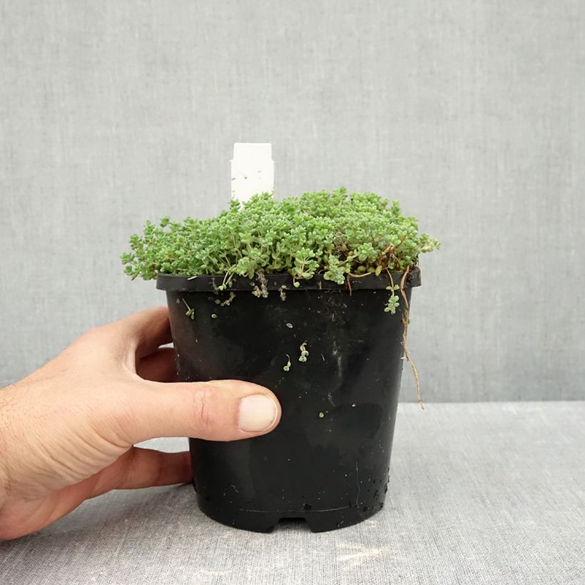 Exemplaar van Sedum dasyphyllum - Dik vetkruid Pot van 1,5 l/2 l zoals geleverd in de herfst