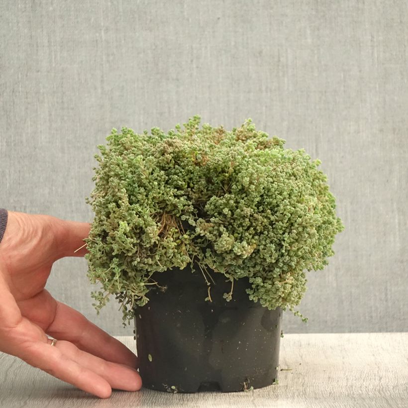 Exemplaar van Sedum dasyphyllum - Dik vetkruid Pot van 1,5 l/2 l zoals geleverd in de zomer