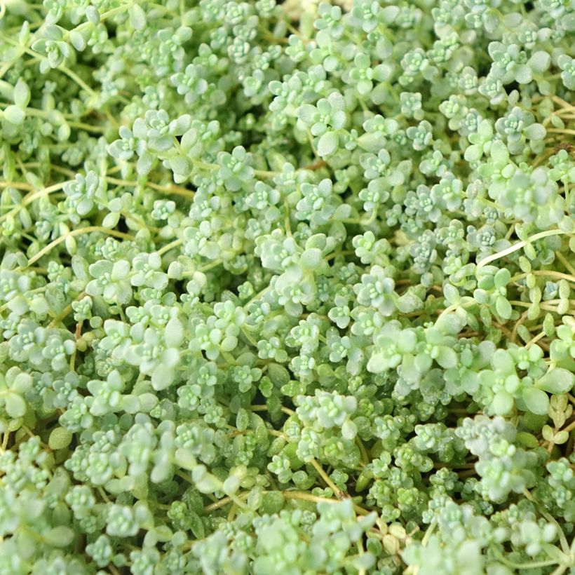 Sedum dasyphyllum - Dik vetkruid (Blad)