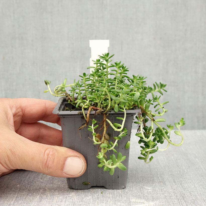 Exemplaar van Sedum divergens - Vetkruid Kweekpotje van 8/9 cm zoals geleverd in de herfst