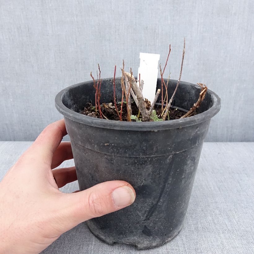 Example of Sedum Frosted Fire - Orpin d'automne. Pot van 2 l/3 l as you get in hiver