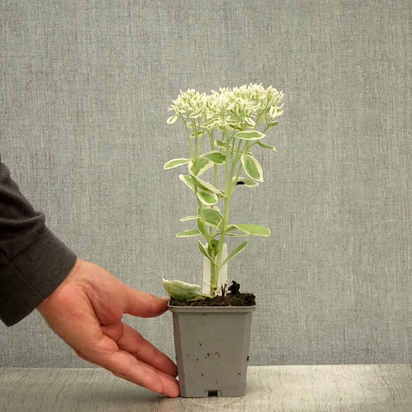 Exemplaar van Sedum Frosty Morn - Hemelsleutel Kweekpotje van 8/9 cm zoals geleverd in de zomer