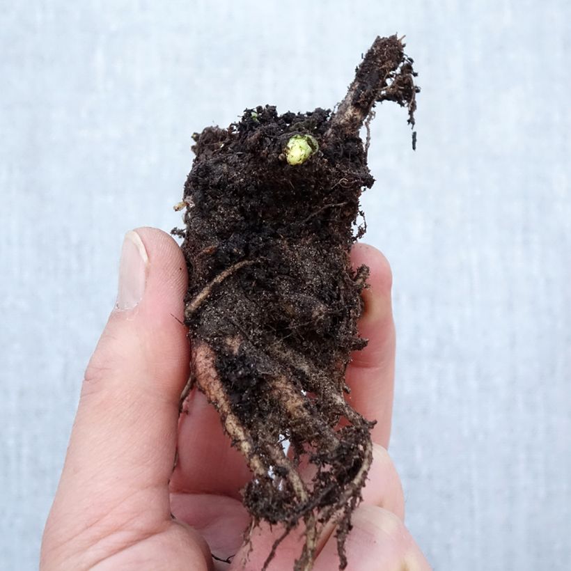 Example of Sedum Herbstfreude - Hemelsleutel Naakte wortel as you get in hiver