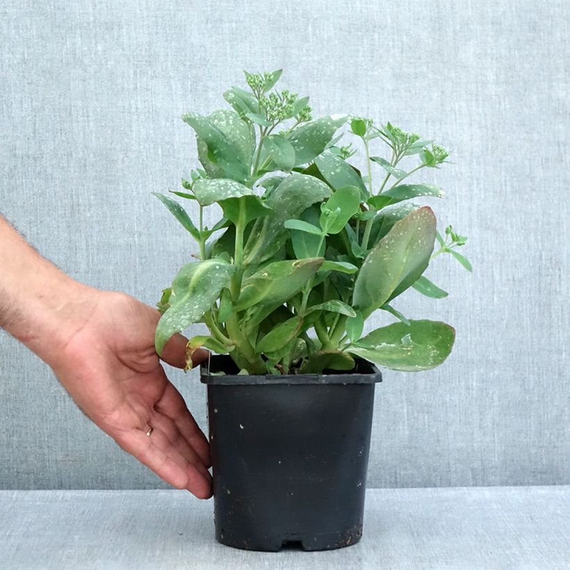 Example of Sedum (Hylotelephium) Class Act - Orpin d'automne Pot van 1,5 l/2 l as you get in ete