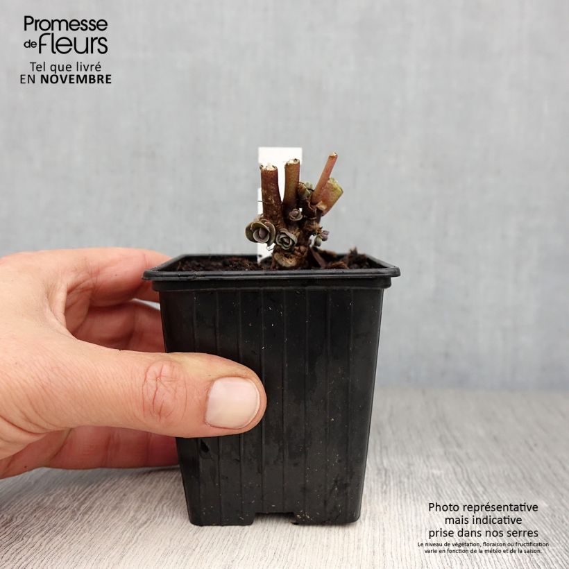 Exemplaar van Sedum telephium Thunderhead - Hemelsleutel Kweekpotje van 8/9 cm zoals geleverd in de herfst