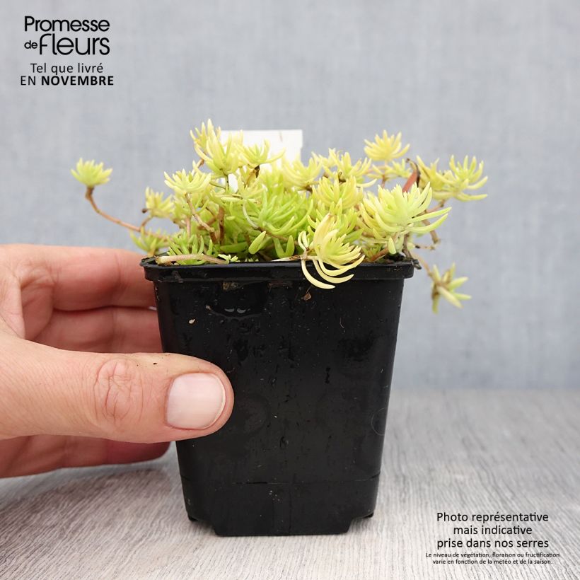 Exemplaar van Sedum Lemon Ball - Hemelsleutel Kweekpotje van 8/9 cm zoals geleverd in de herfst