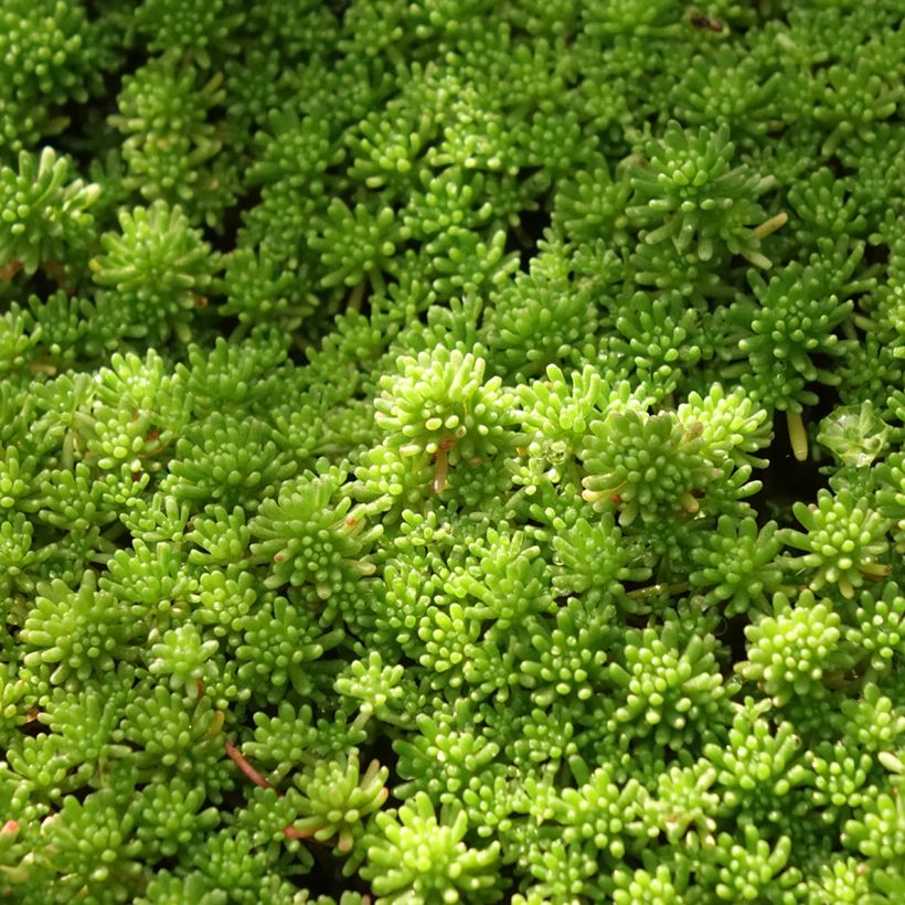 Sedum lydium Glaucum - Vetkruid (Blad)