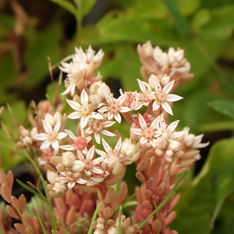 Sedum lydium Glaucum - Vetkruid (Bloei)