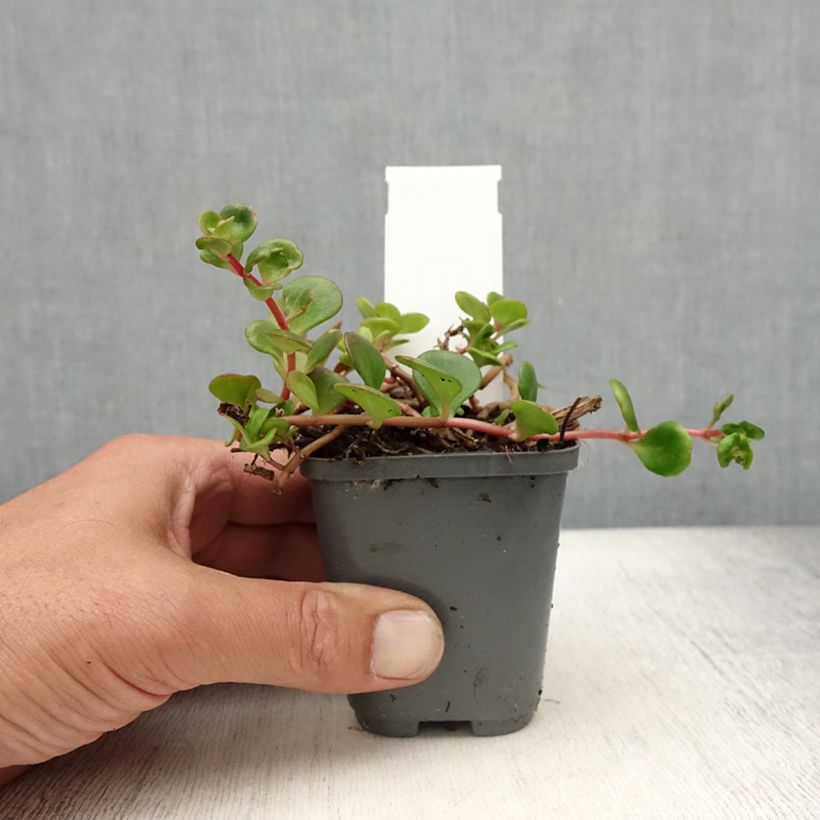 Exemplaar van Sedum makinoi Lime - Vetkruid Kweekpotje van 7/8 cm zoals geleverd in de zomer