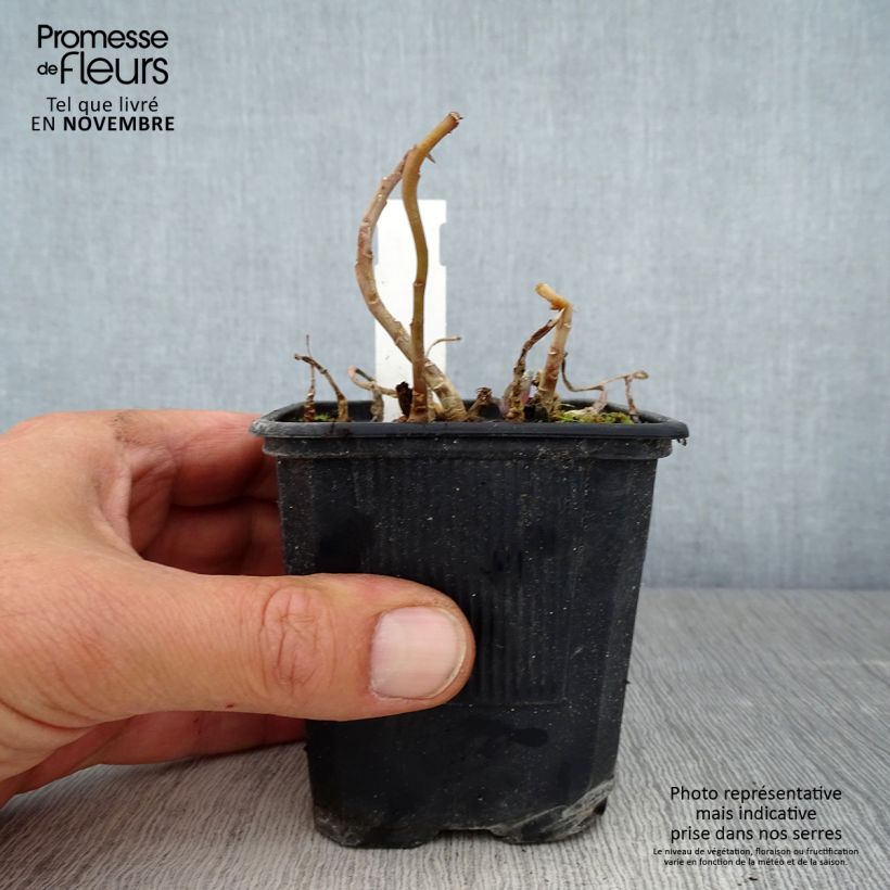 Exemplaar van Sedum telephium Marina - Hemelsleutel Kweekpotje van 8/9 cm zoals geleverd in de herfst