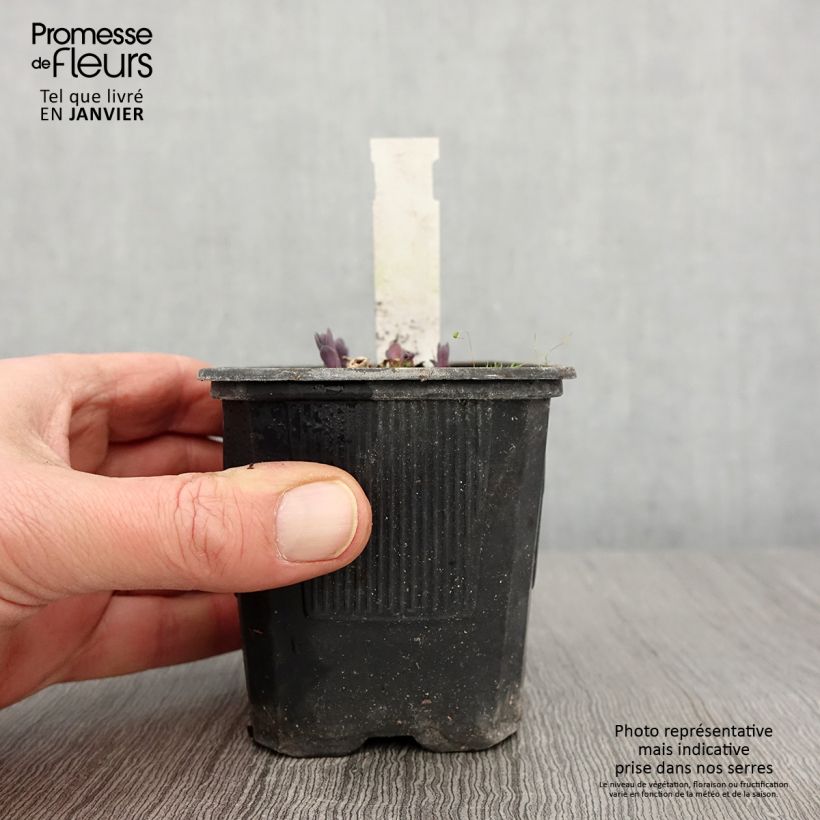 Example of Sedum telephium Marina - Hemelsleutel Kweekpotje van 8/9 cm as you get in hiver