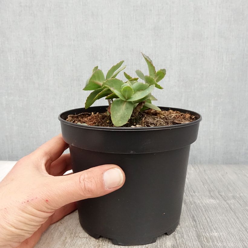 Exemplaar van Sedum Matrona - Hemelsleutel Pot van 2 l/3 l zoals geleverd in de lente