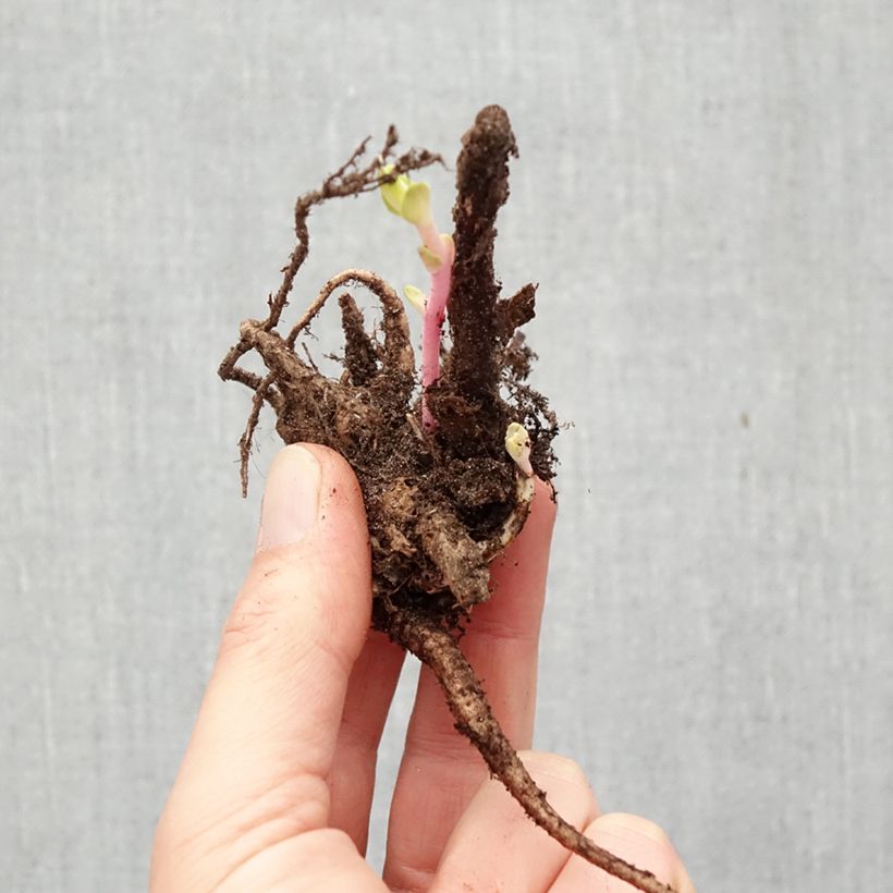 Exemplaar van Sedum Matrona - Hemelsleutel Naakte wortel zoals geleverd in de winter
