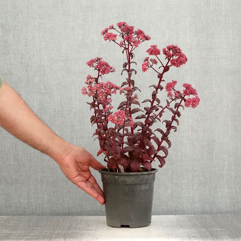 Exemplaar van Sedum Mojave Jewels Diamond - Hemelsleutel Pot van 2 l/3 l zoals geleverd in de zomer